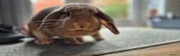 Mini Lop rabbits for sale: Adorable Mini lop girl with all accessories in Lincoln - Advert 7