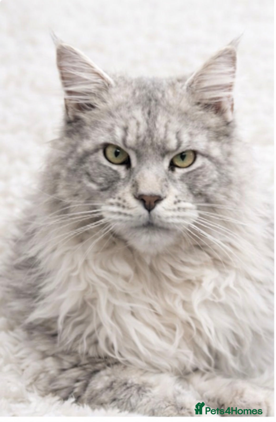 Maine Coon cats Several stud boys available  - Advert 7