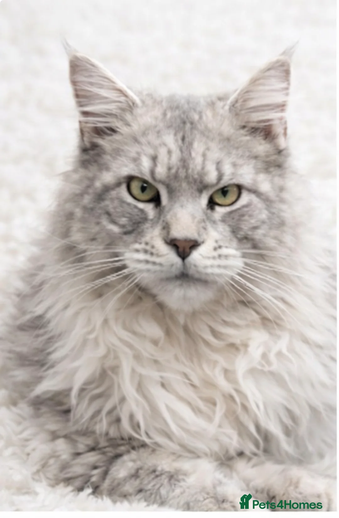 Maine Coon cats for stud: Several stud boys available  - Advert 1