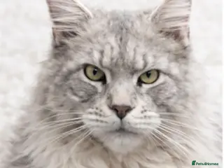 Maine Coon cats Several stud boys available - Advert 7