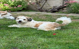 Mixed Breed dogs for adoption: Felipe  - Image 2