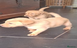 Labrador Retriever dogs for sale: Red fox labrador puppy's  - Image 17
