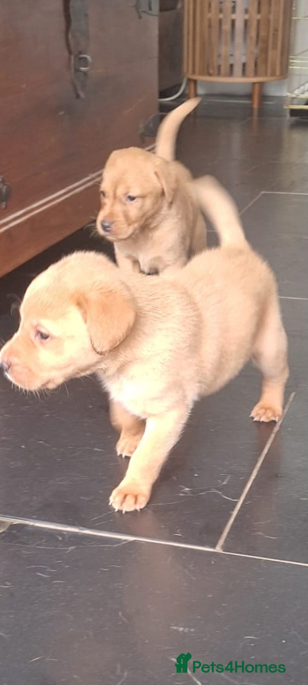 Labrador Retriever dogs for sale: Red fox labrador puppy's  - Image 17