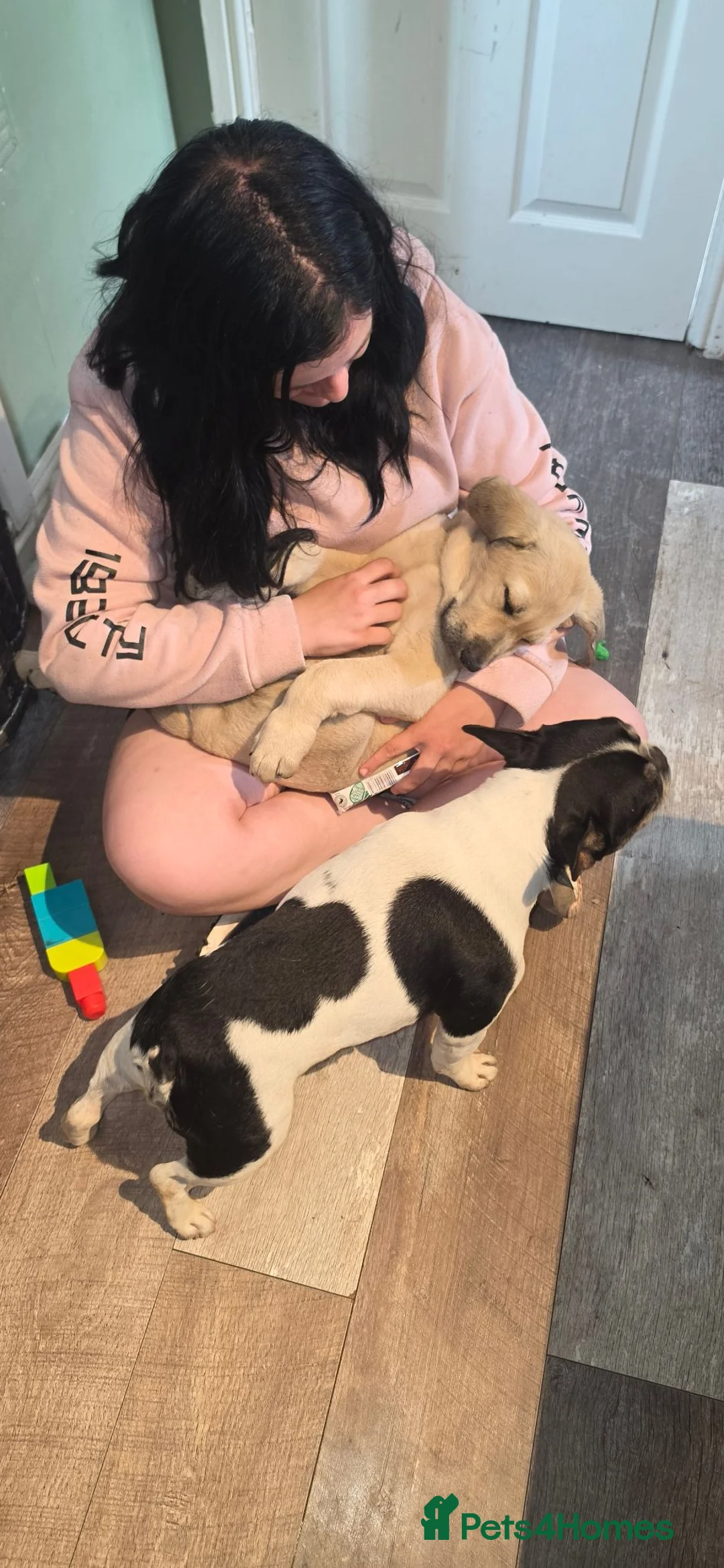 French Bulldog dogs for stud: Male stud in Warrington - Advert 4