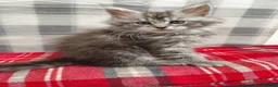 Maine Coon cats for sale: Beautiful Maine Coon Kittens – for Loving Homes - Advert 8