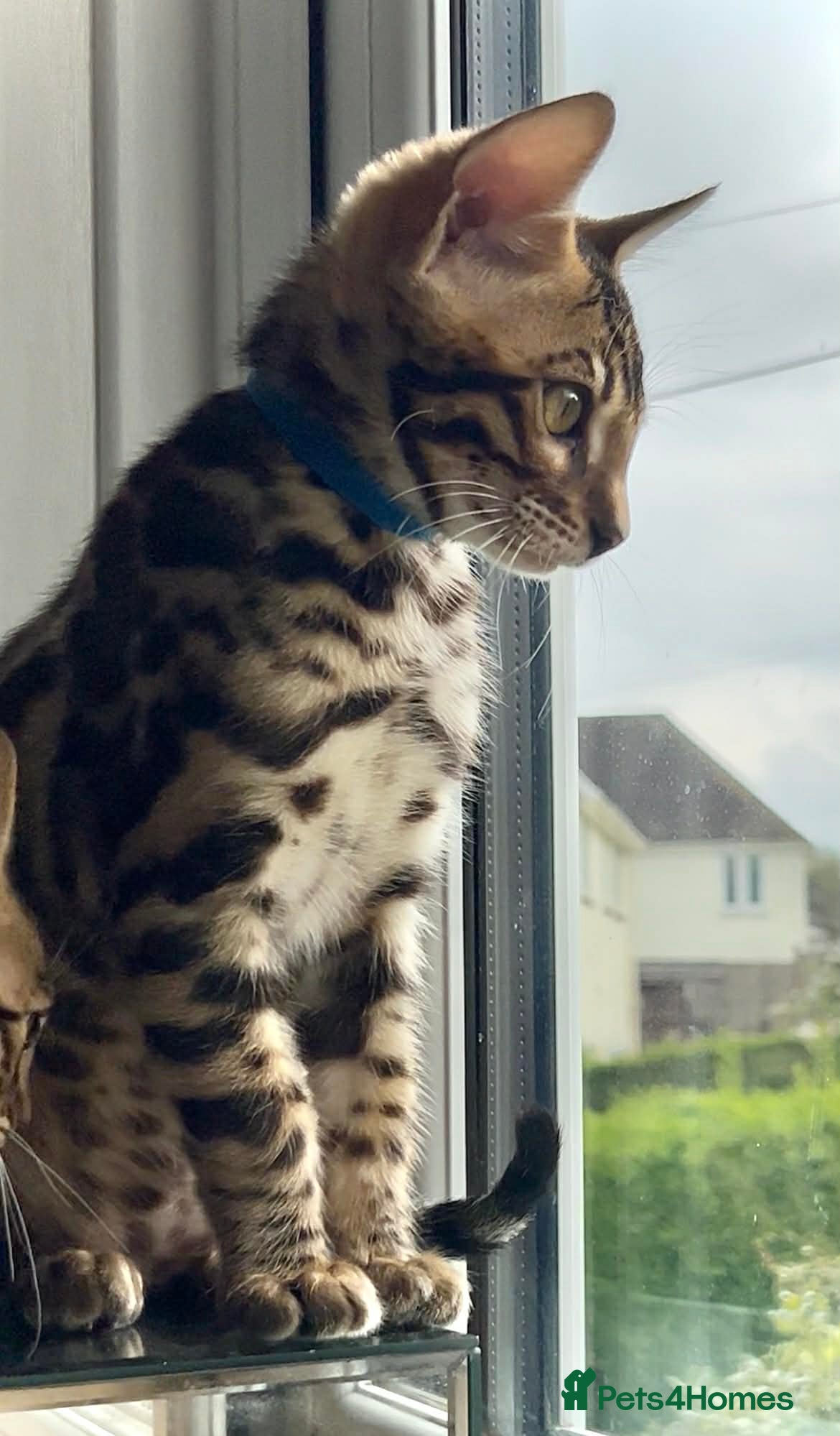 Bengal cats Ready now quality Bengal kittens TICA reg  - Advert 3