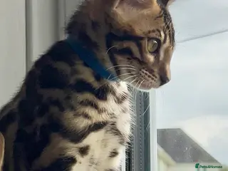 Bengal cats ONE BOY LEFT STUNNING BENGAL KITTEN TICA reg - Advert 14