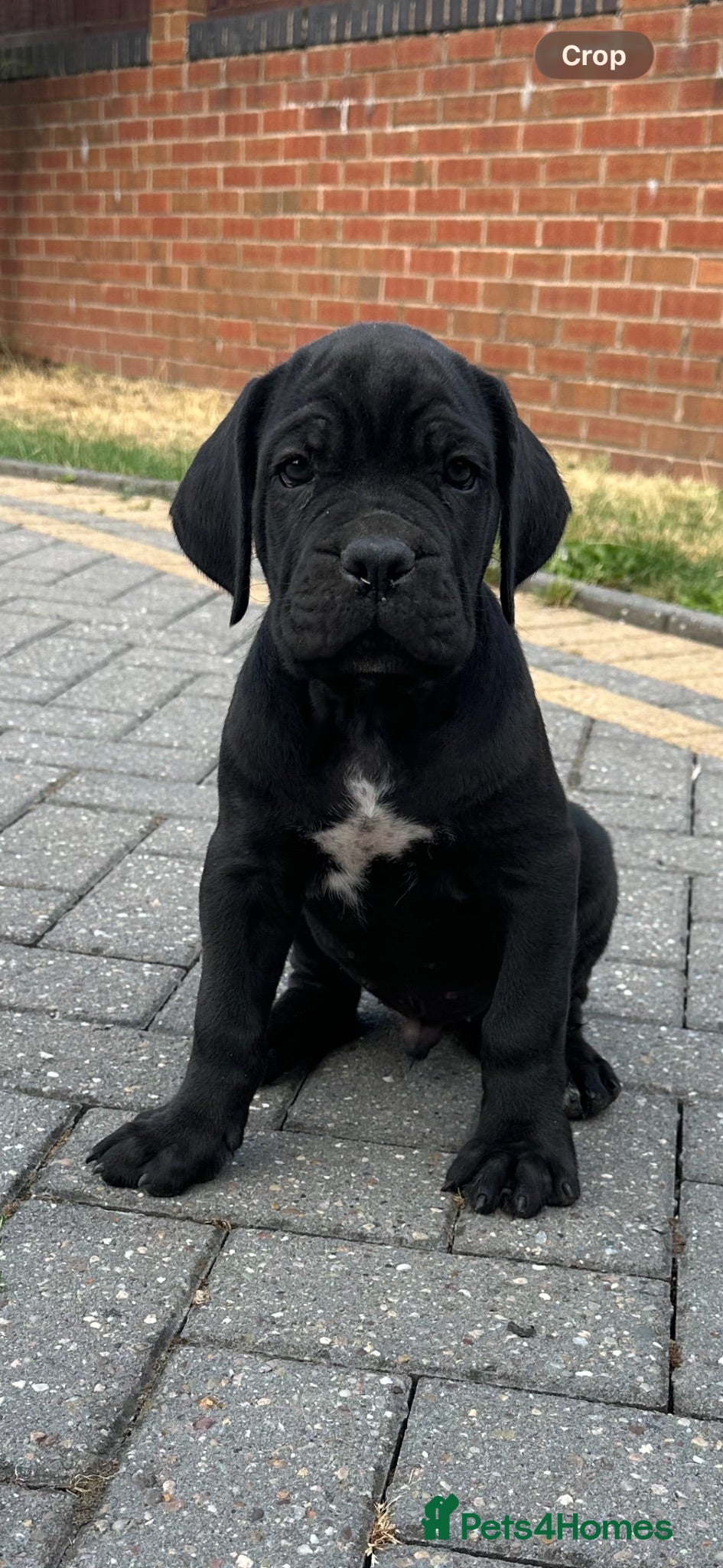 Cane Corso dogs Cane corso pups  - Advert 2