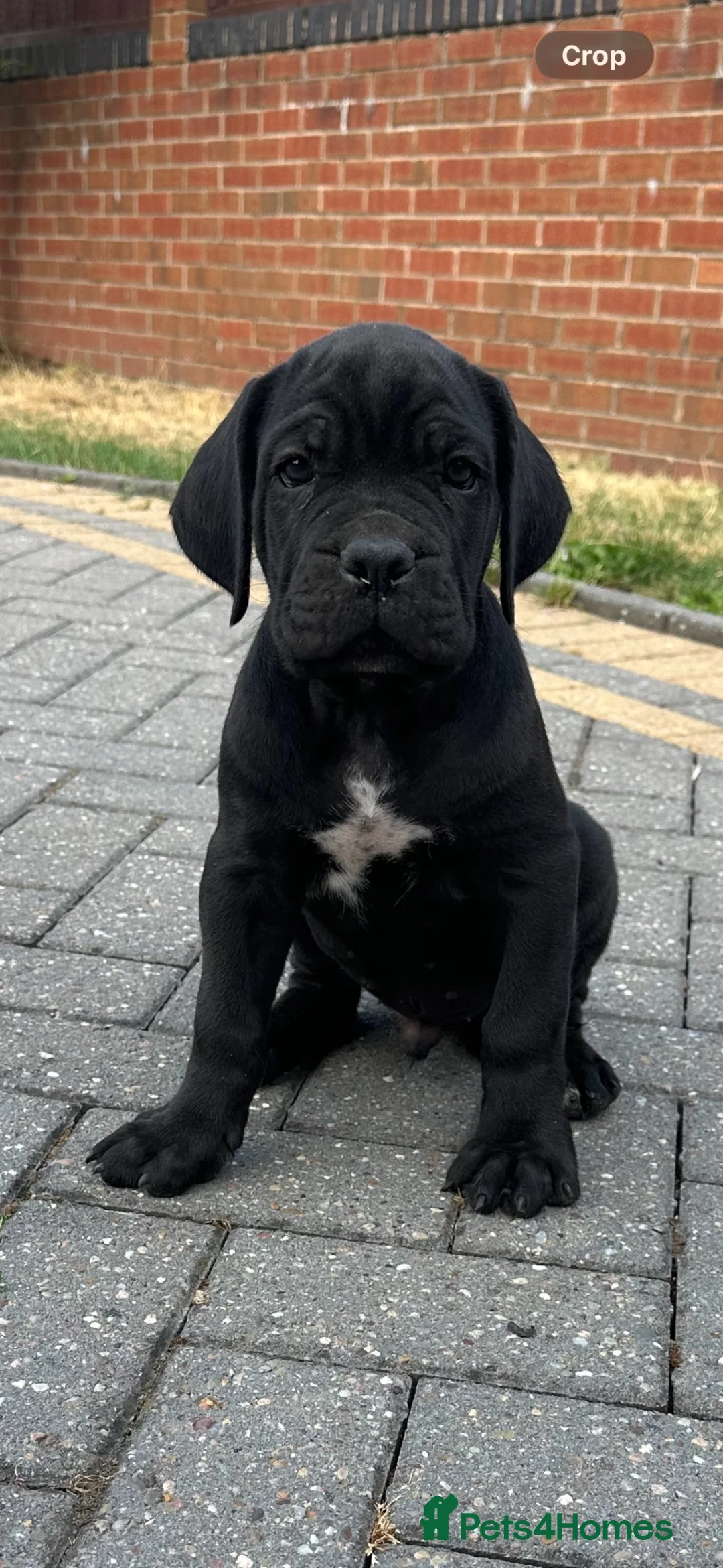 Cane Corso dogs for sale: Cane corso pups  - Advert 2