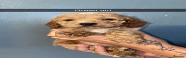 Cockapoo Puppy green