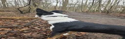 Border Collie dogs for sale: Border Collie For Sale in Wirral - Advert 8