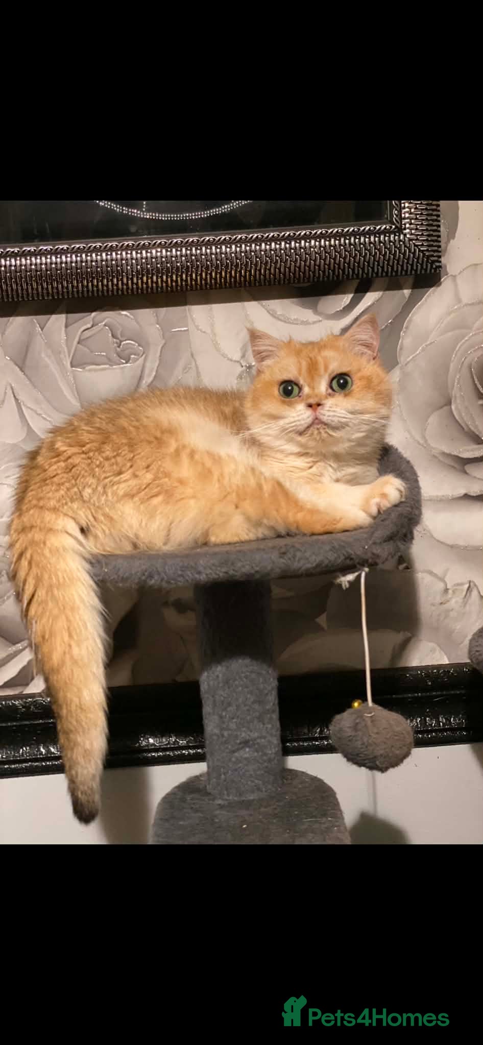 British Shorthair cats for sale: Gorgeous British Shorthair  - Advert 2