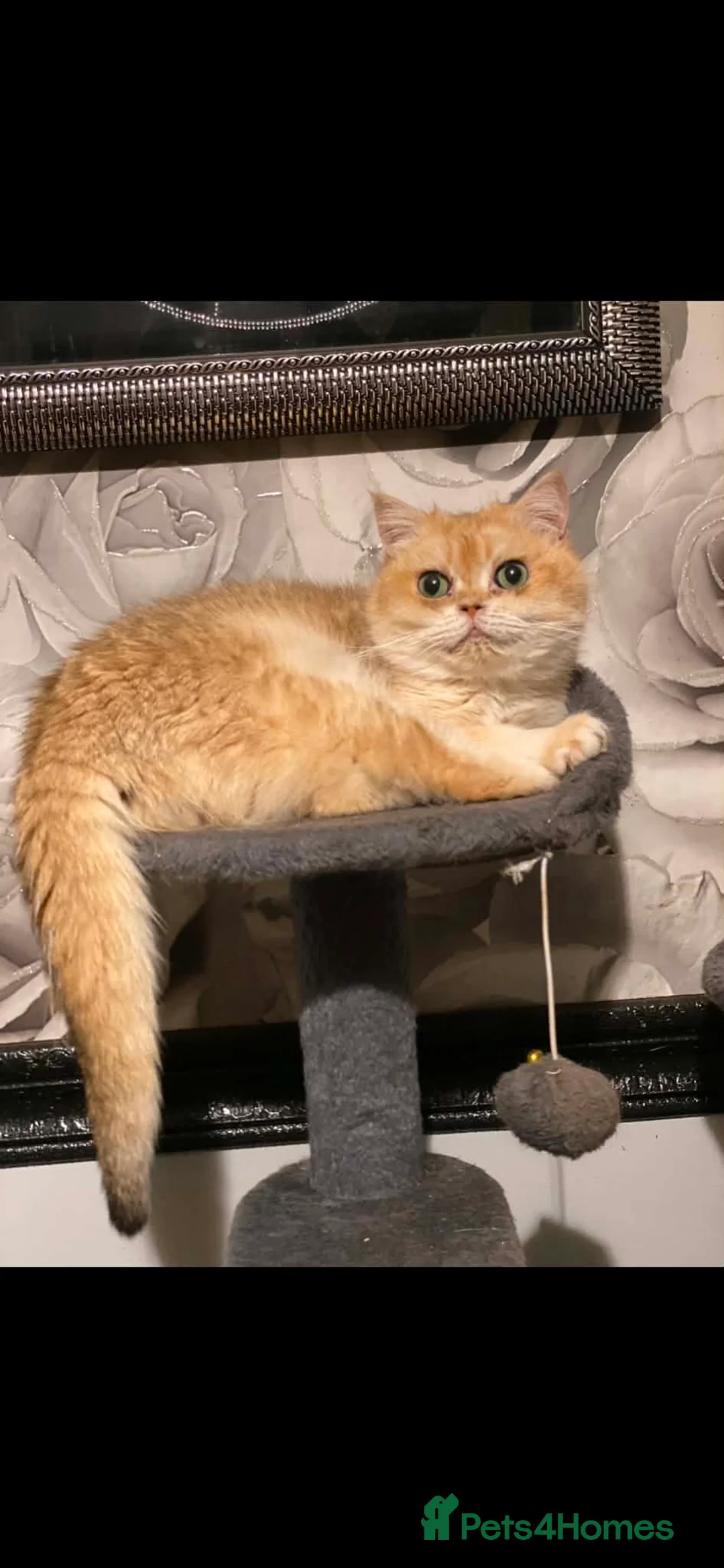 British Shorthair cats for sale: Gorgeous British Shorthair  - Advert 1