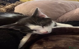 Mixed Breed cats for sale: Mixed kittens  - Image 19