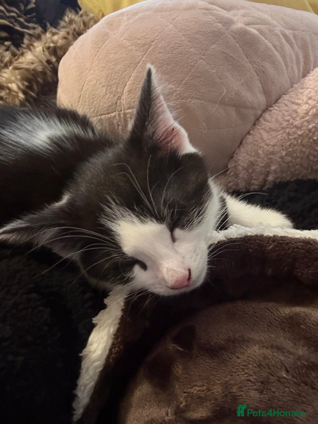 Mixed Breed cats for sale: Mixed kittens  - Image 19
