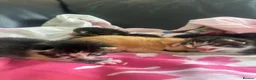 Mixed Breed cats for sale: Stunning Kittens - Advert 11