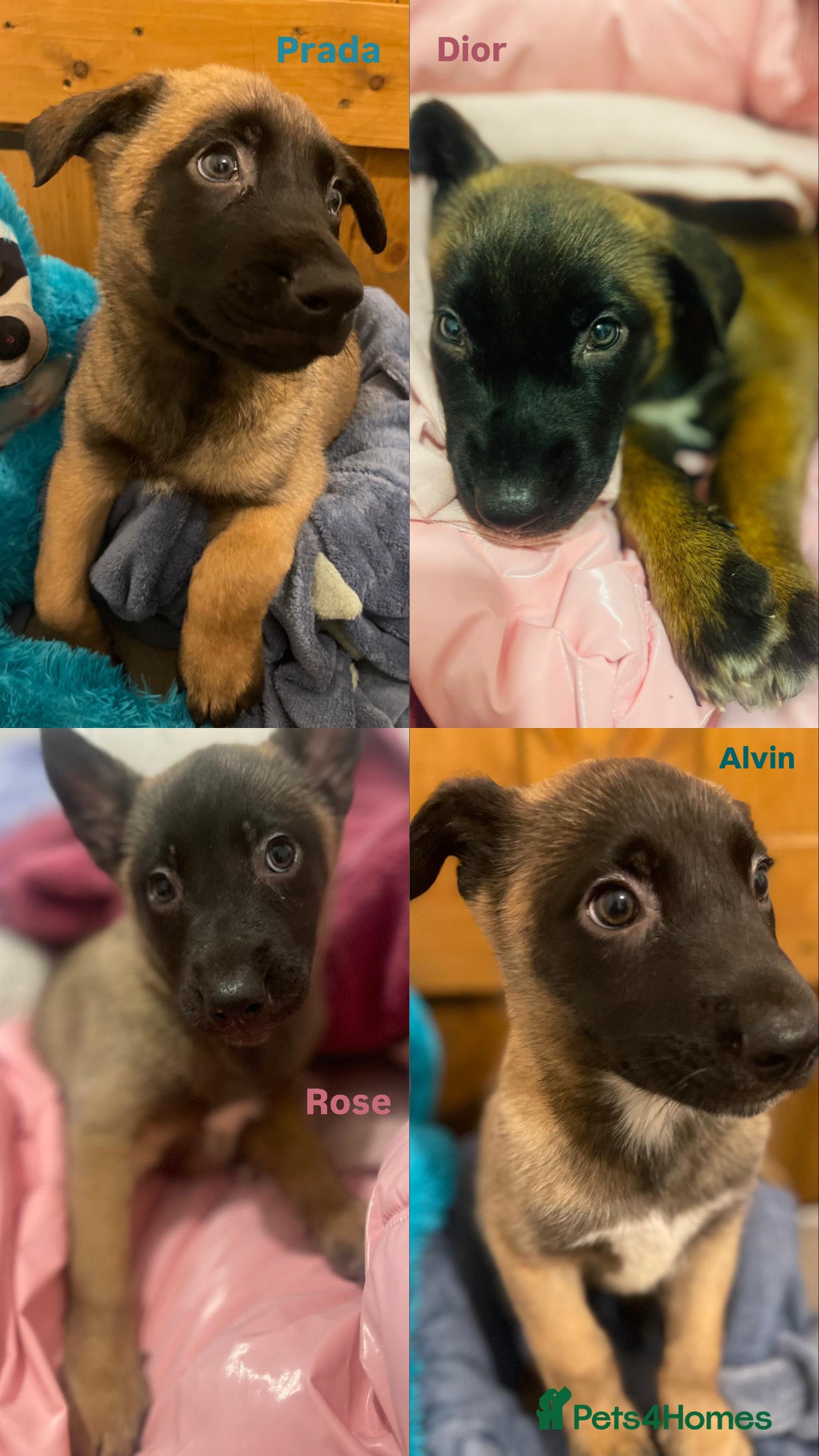 Mixed Breed dogs Beautiful Belgian Malinois x Husky Puppies. Essex - Advert 4