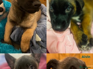 Mixed Breed dogs Beautiful Belgian Malinois x Husky Puppies. Essex - Advert 4