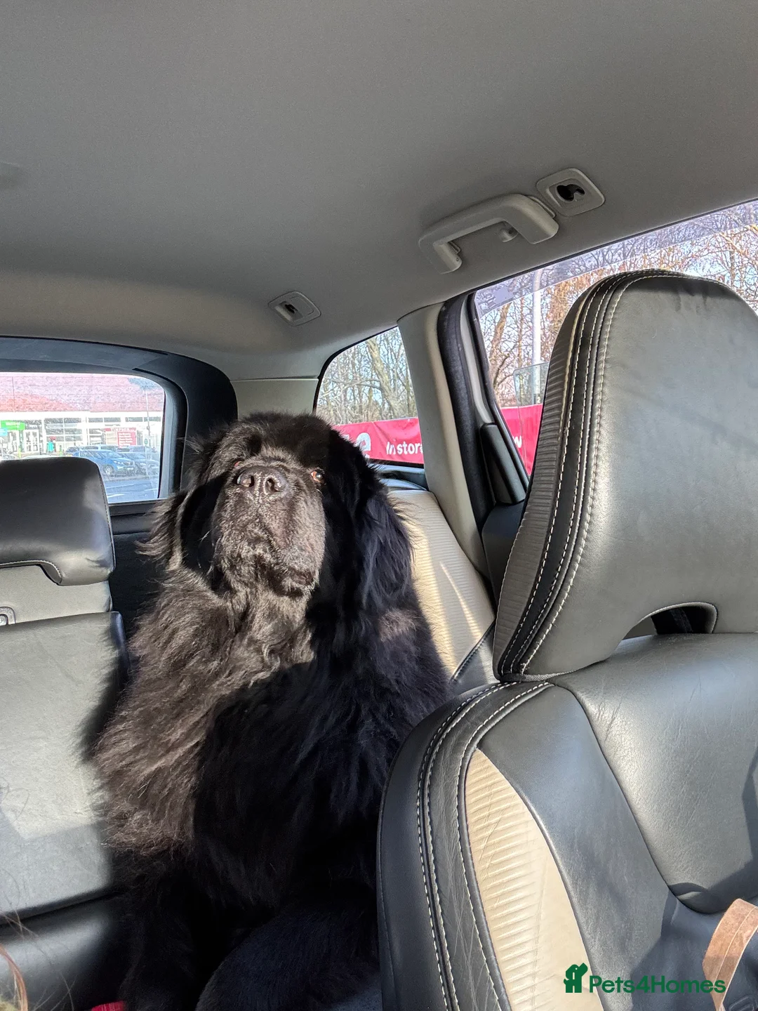 Newfoundland dogs for sale: Newfoundland pups - champion line  - Advert 2