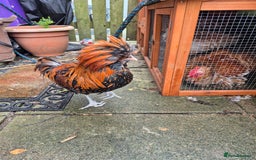 Chickens poultry for sale: Peking bantams and Polish bantams  - Image 7