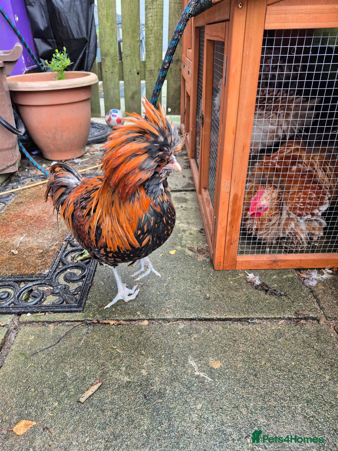Chickens poultry for sale: Peking bantams and Polish bantams  - Image 7