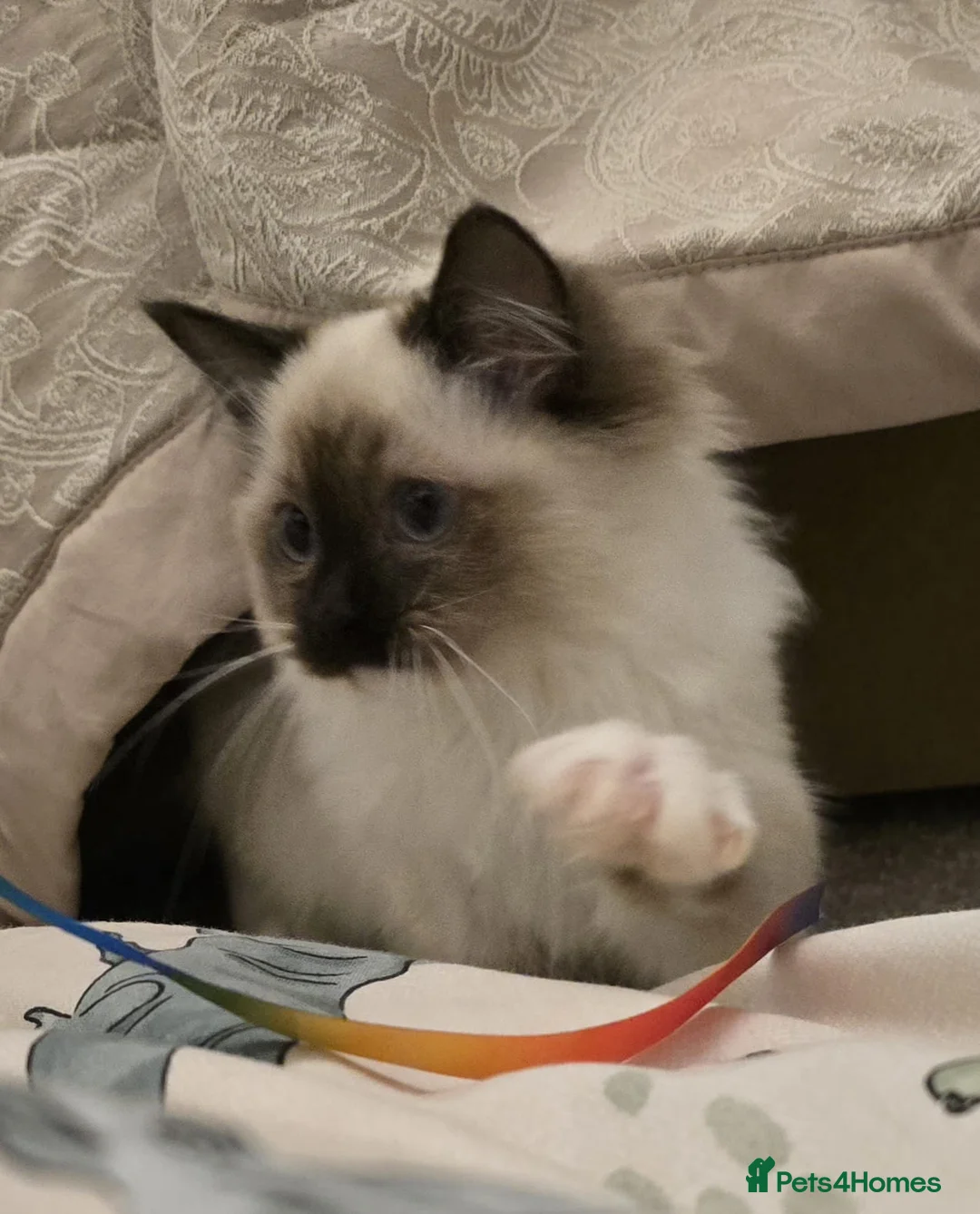 Ragdoll cats for sale: Ragdoll - Advert 14