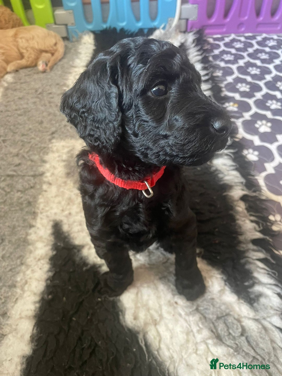 Standard Poodle dogs for sale: Beautiful standard poodle puppies - Advert 28