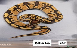 Python Snake reptiles for sale: Royal Python Morphs Males - Image 7