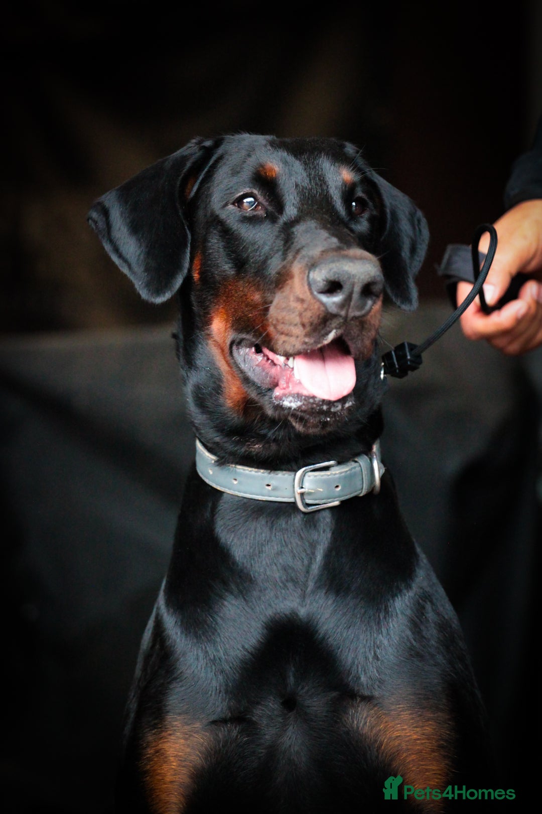 Dobermann dogs for sale: WAITLIST 2026 CEZARBLUE 5 STAR LICENSED ⭐️  - Advert 24