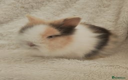 Lionhead rabbits for sale: Double mane lionhead rabbits - Image 9