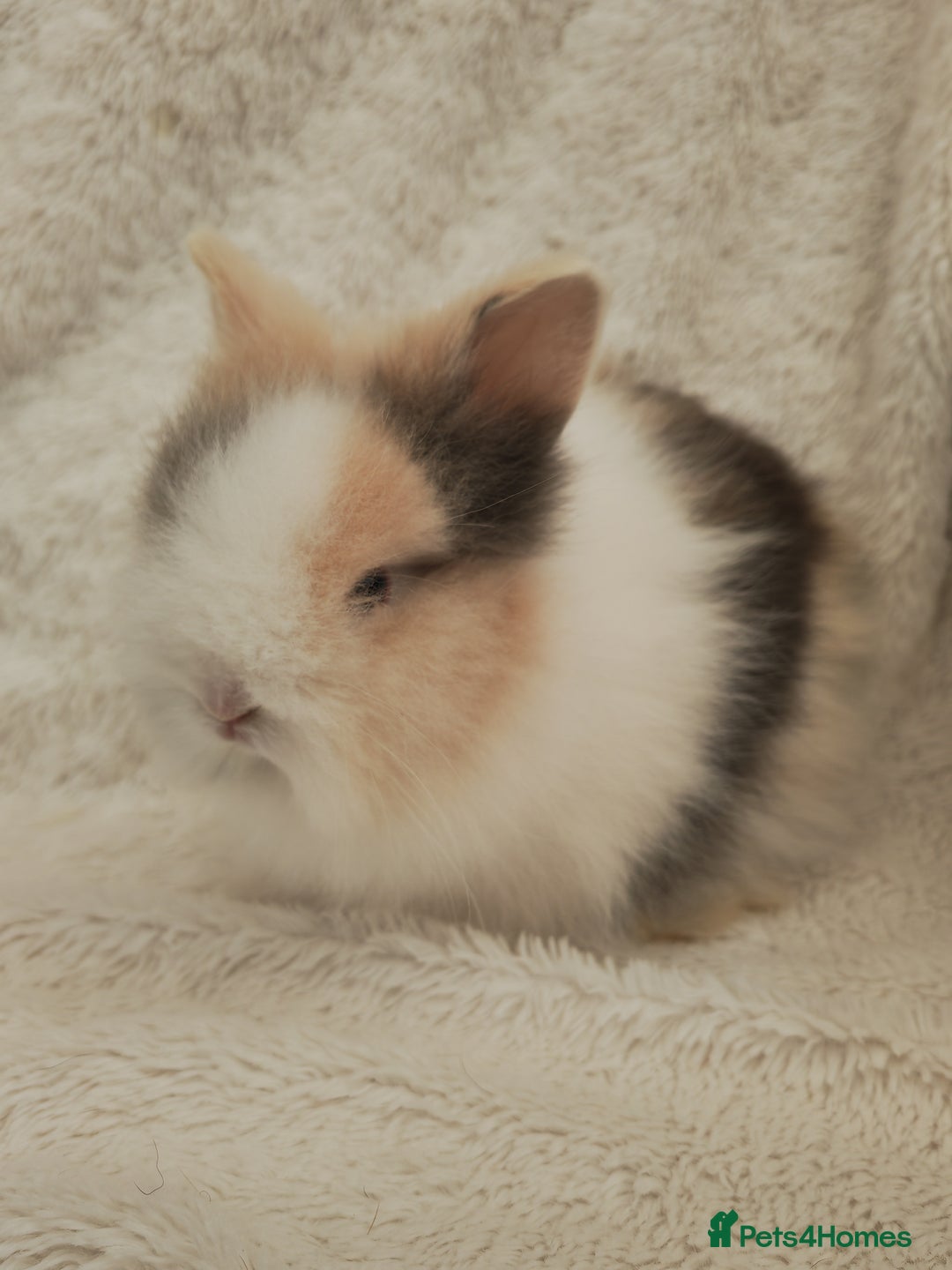 Lionhead rabbits for sale: Double mane lionhead rabbits - Image 9