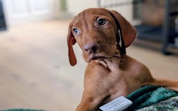 Hungarian Vizsla dogs for sale: Exceptional HWV Pups from Champion Working Lines - Image 4