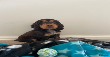 Cocker Spaniel dogs - Advert 6
