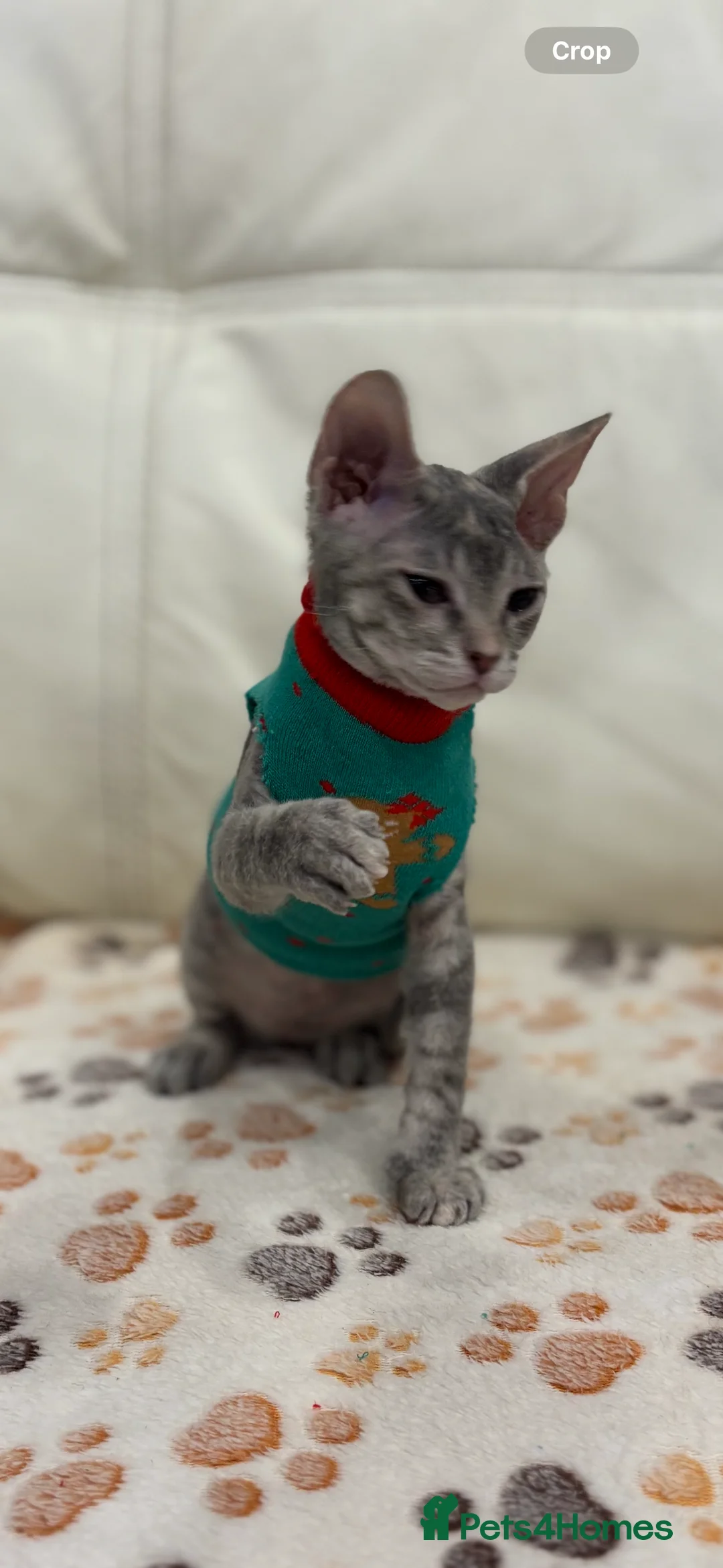 Sphynx cats for sale: Donskoy - Advert 9