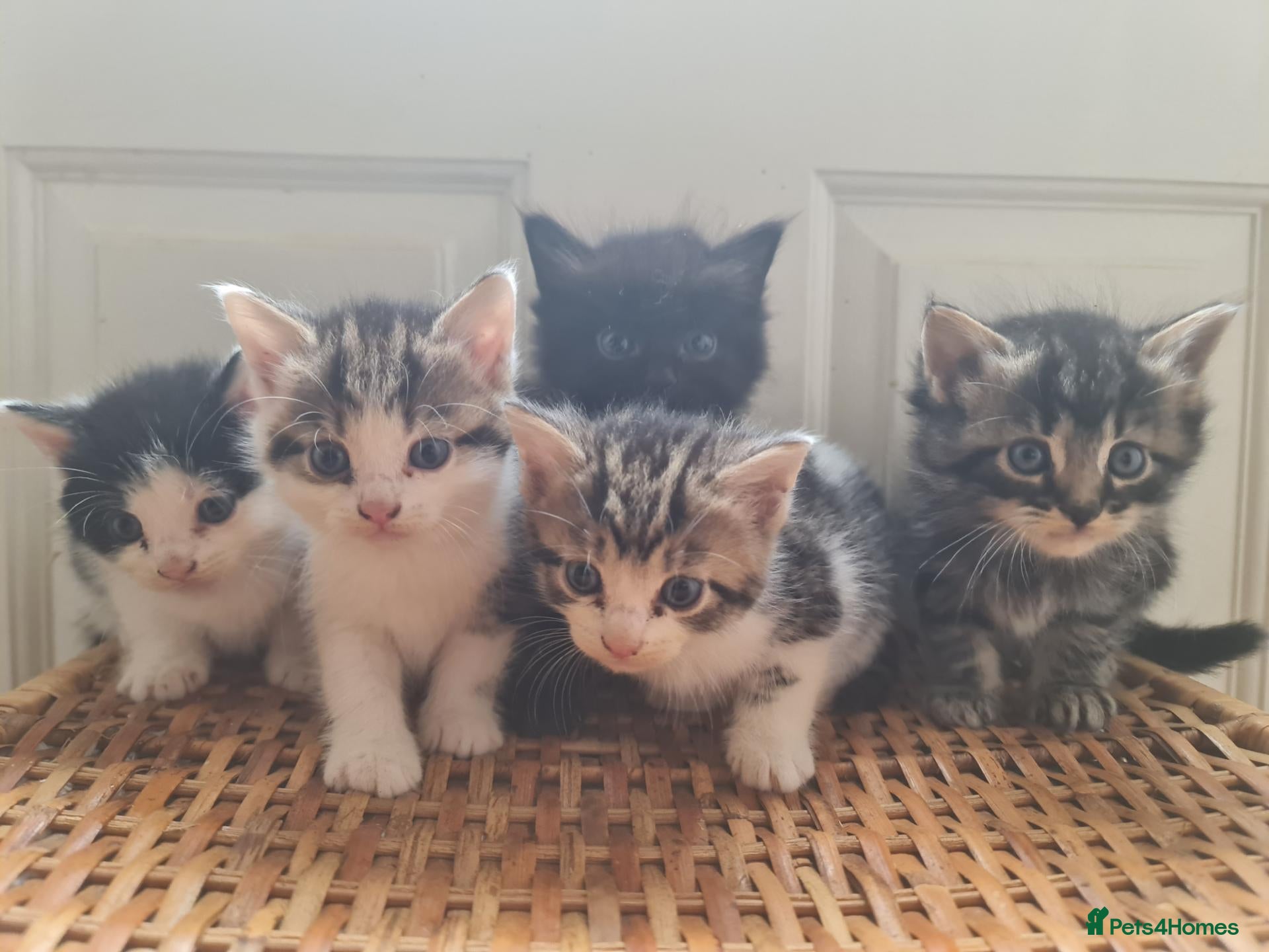 Mixed Breed cats 5 kittens for sale  - Advert 2