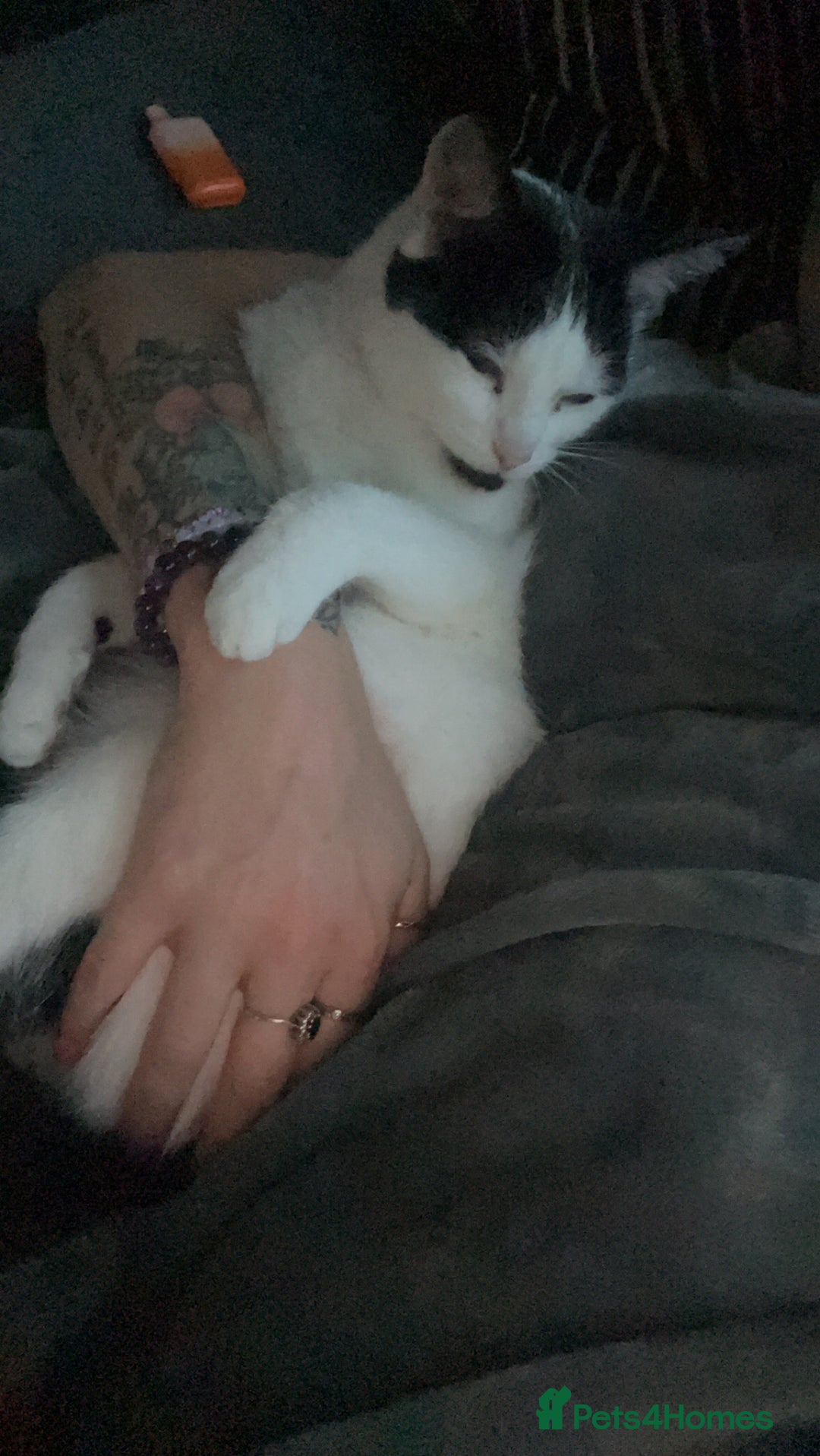 Mixed Breed cats for sale: 2 cats for rehoming - Advert 6