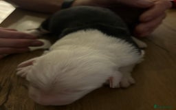 Old English Sheepdog dogs for sale: Kennel Club Reg Old English Sheepdog Puppies - Image 16