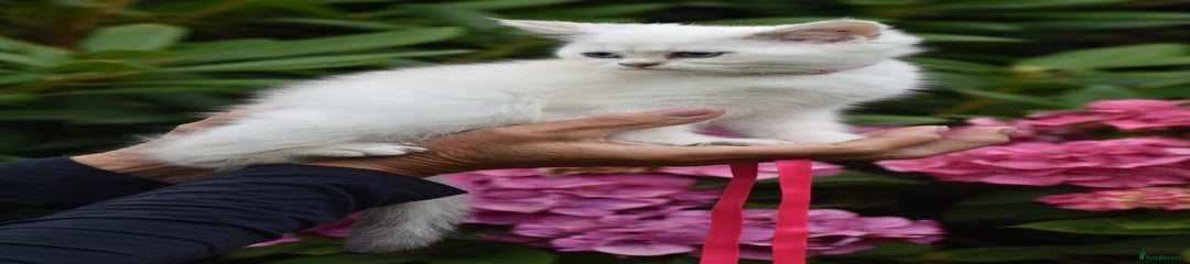 Pink Collar girl