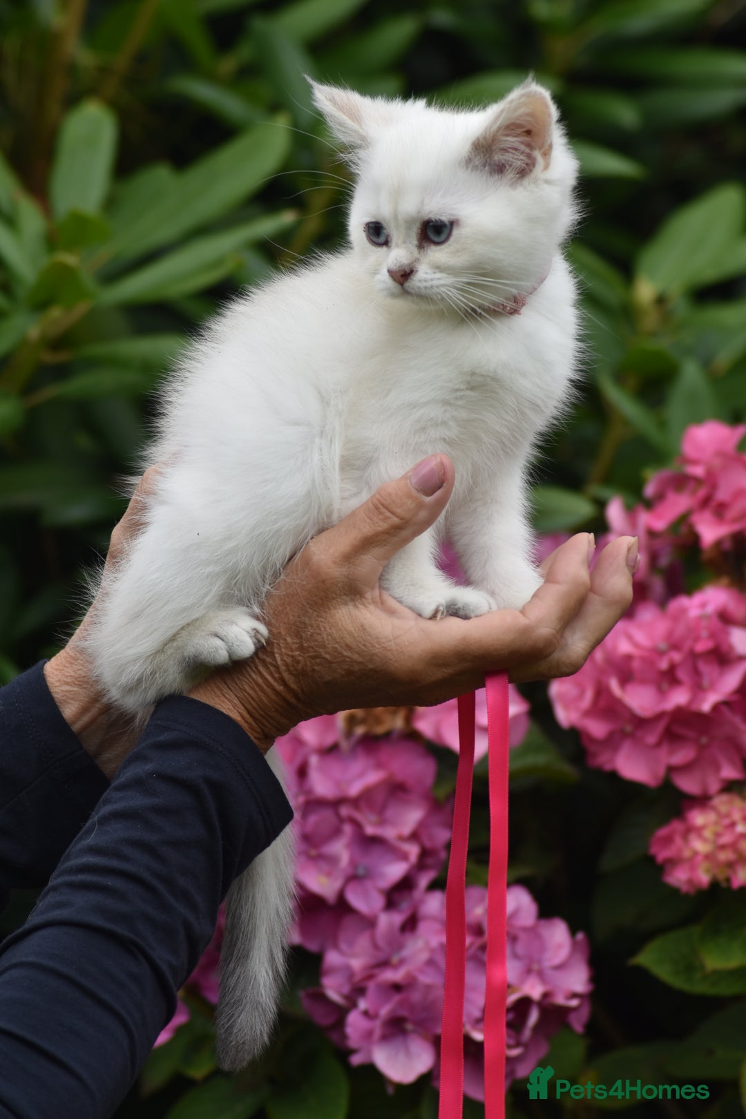 British Shorthair cats for sale: Champion sired Golden Colourpoint Kittens  - Image 34