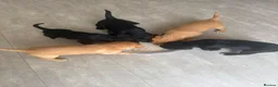 Cockerdor dogs for sale: 3 black beautiful cockerdor pups left - Advert 1