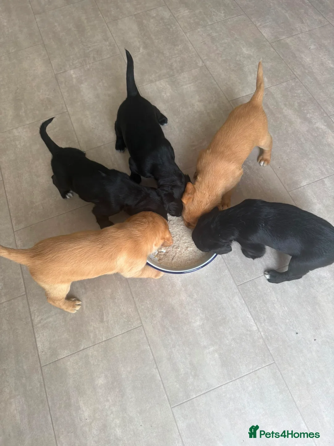 Cockerdor dogs for sale: 3 black beautiful cockerdor pups left - Advert 1
