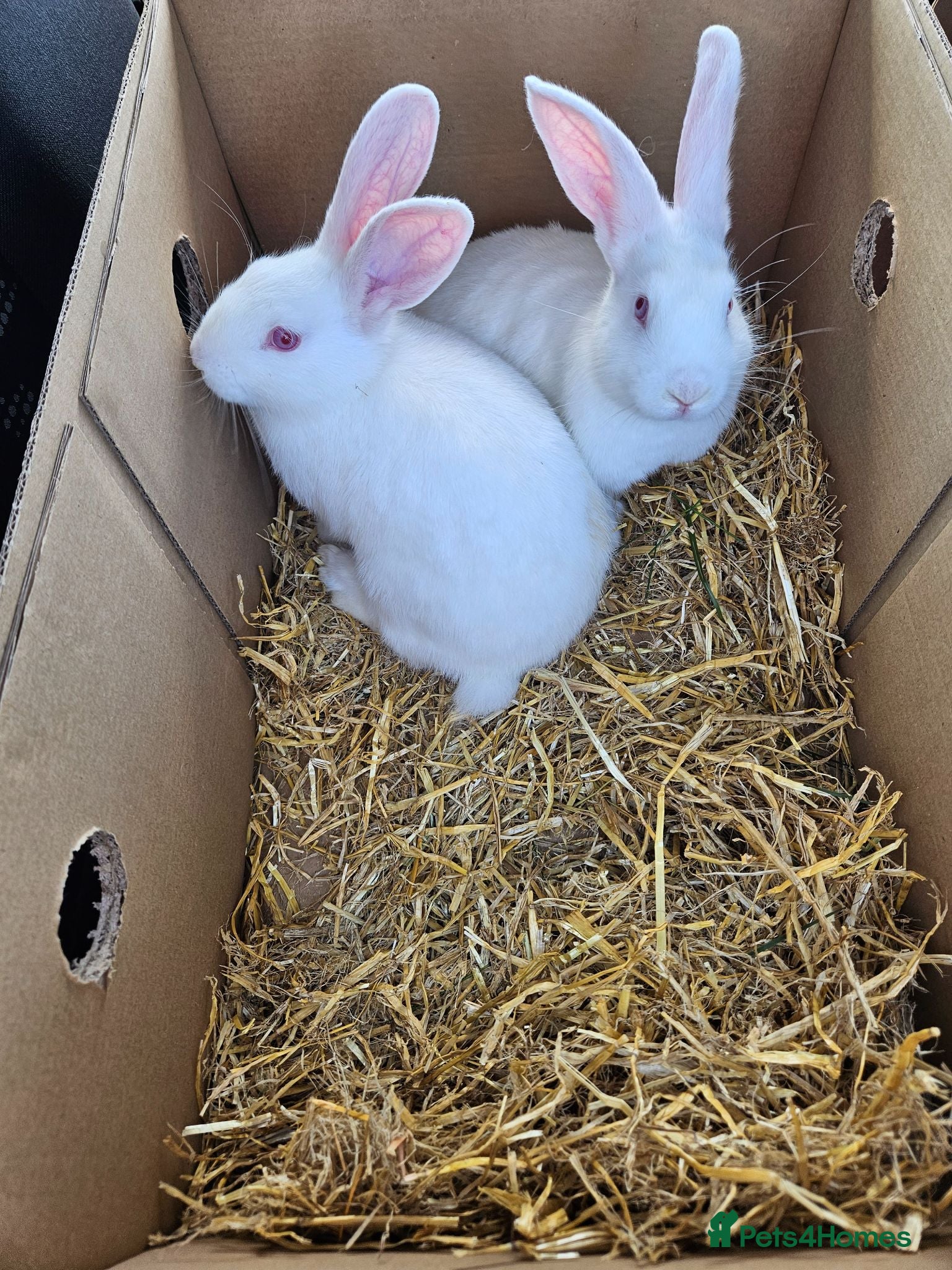 New Zealand rabbits NewZealand Whites - Advert 1