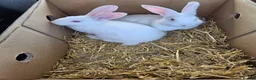 New Zealand rabbits for sale: NewZealand Whites - Advert 1