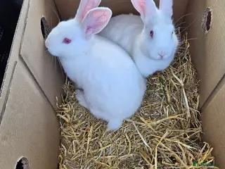 New Zealand rabbits NewZealand Whites - Advert 1