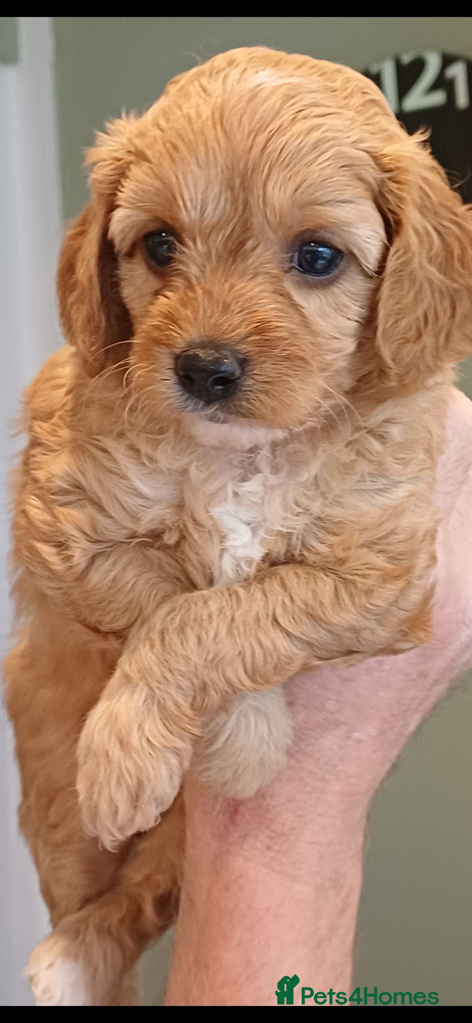 Cavapoo dogs HEALTH-TESTED CAVAPOOS. - Advert 2