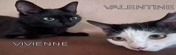 Mixed Breed cats for adoption: VIVIEN - Advert 7