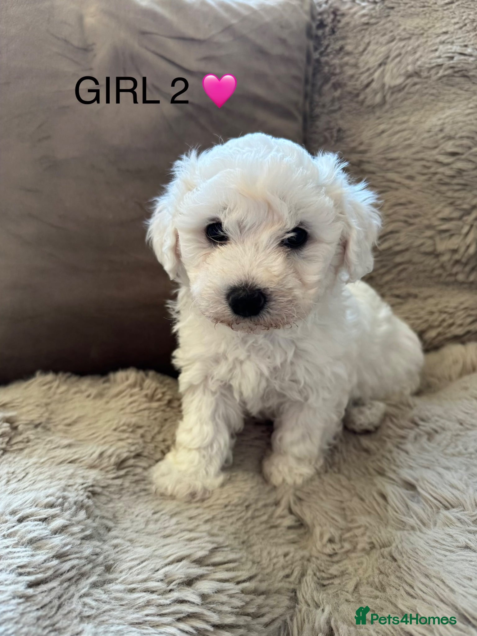 Maltipoo dogs 5 beautiful maltpoo fluffy fur babies  - Advert 2