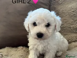 Maltipoo dogs 5 beautiful maltpoo fluffy fur babies - Advert 1
