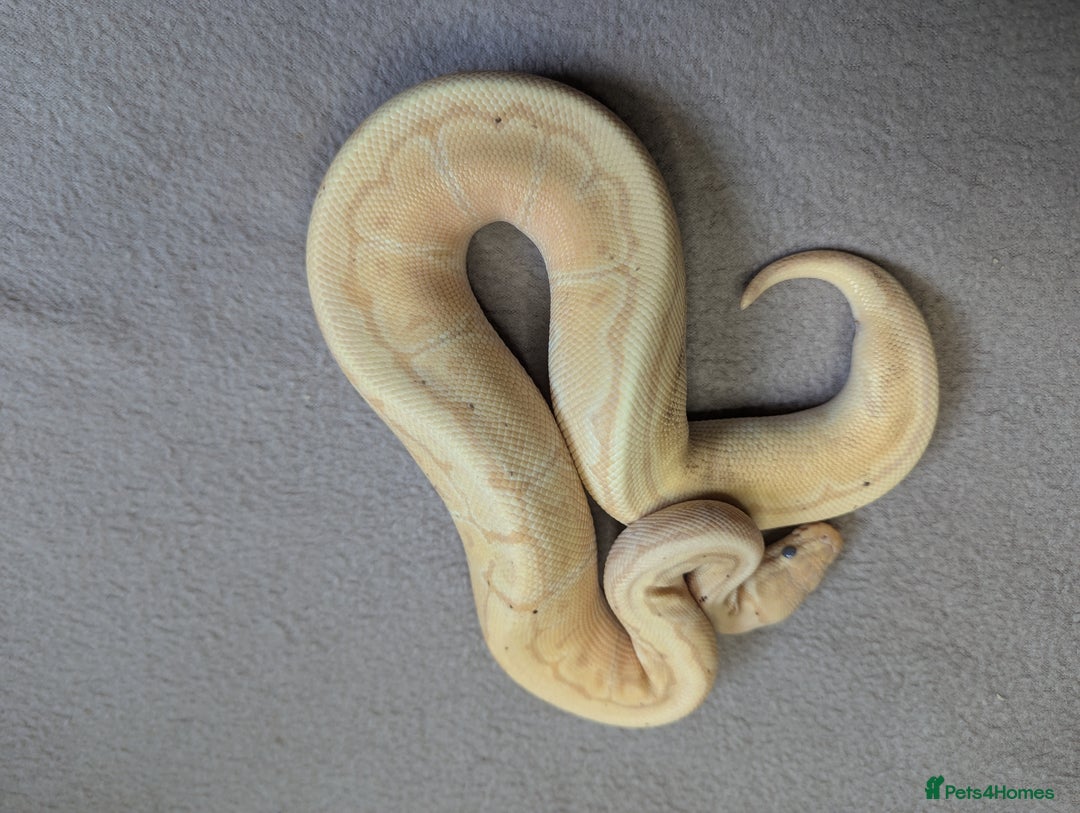 Python Snake reptiles for sale: 2025 Royal Python Hatchlings  - Advert 13