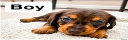 Dachshund dogs for sale: Beautiful Standard Dachshund Puppies for sale  - Advert 4